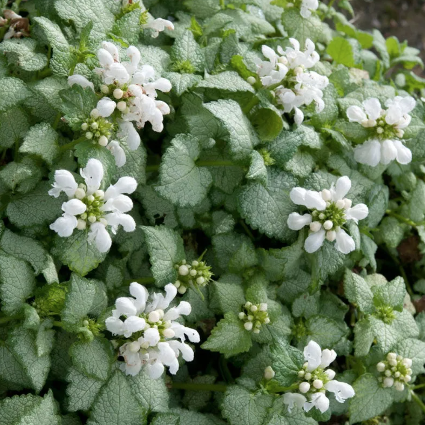 Lamium &#39;White Nancy&#39;