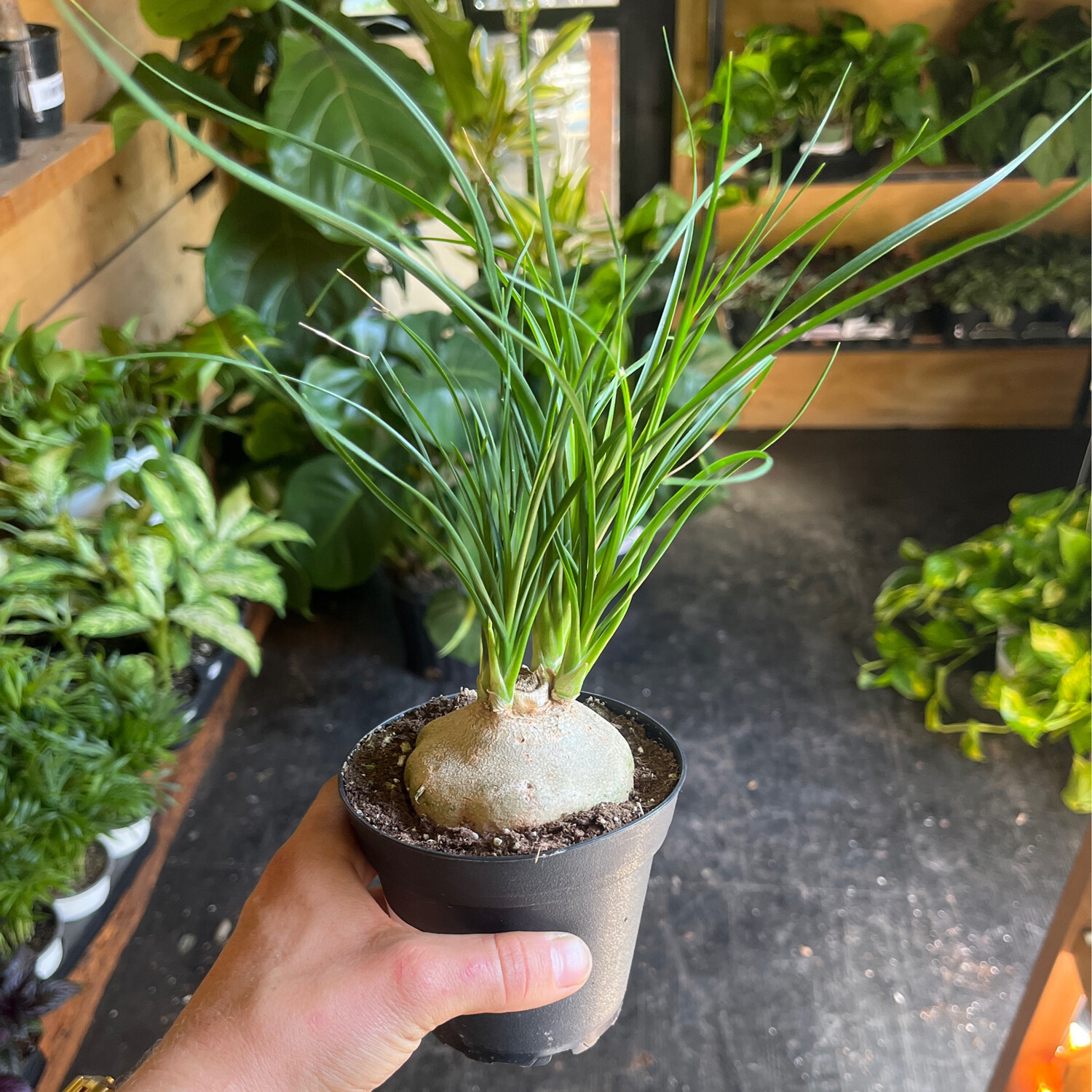 Ponytail Palm - 4&quot;