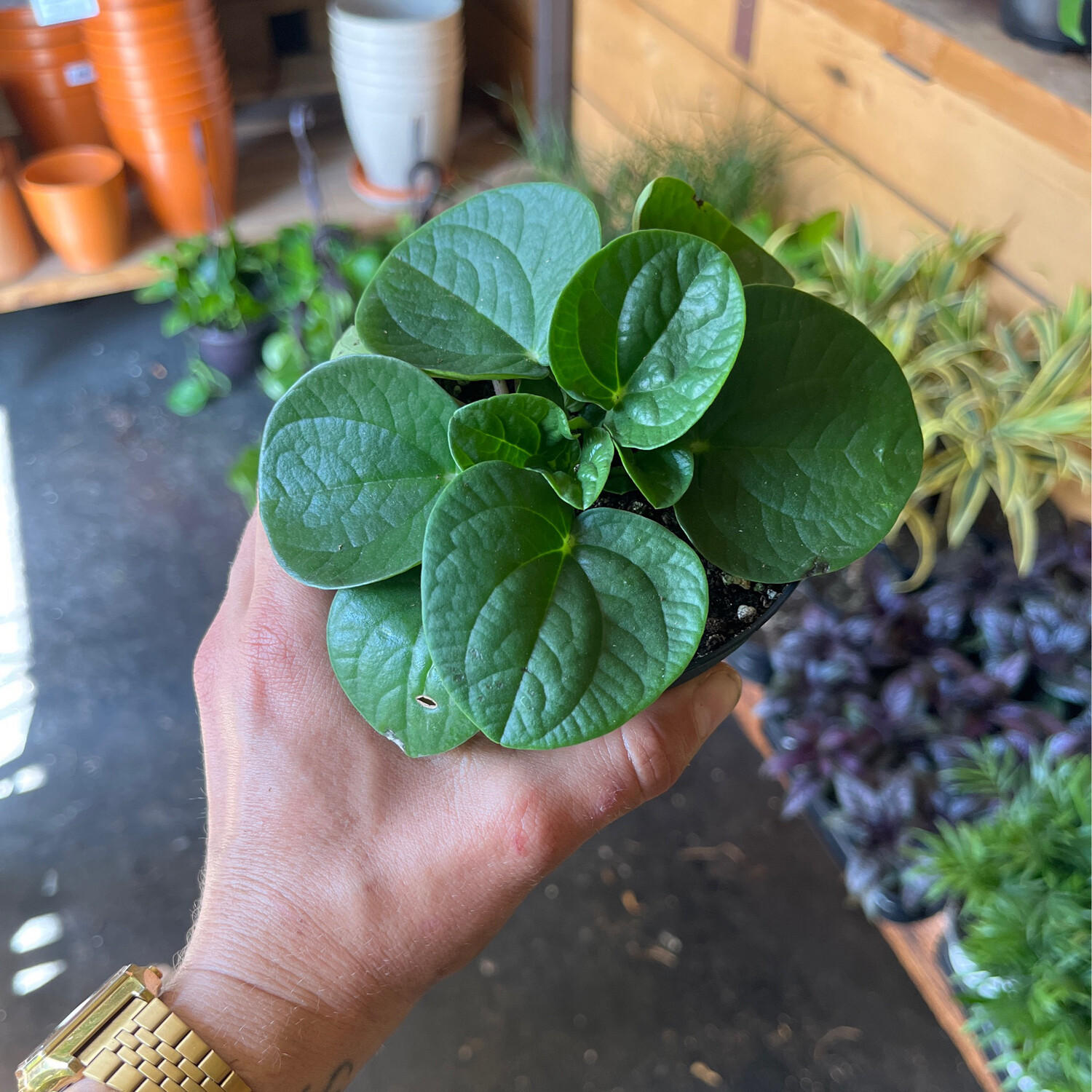 Peperomia Rana Verde - 4&quot;