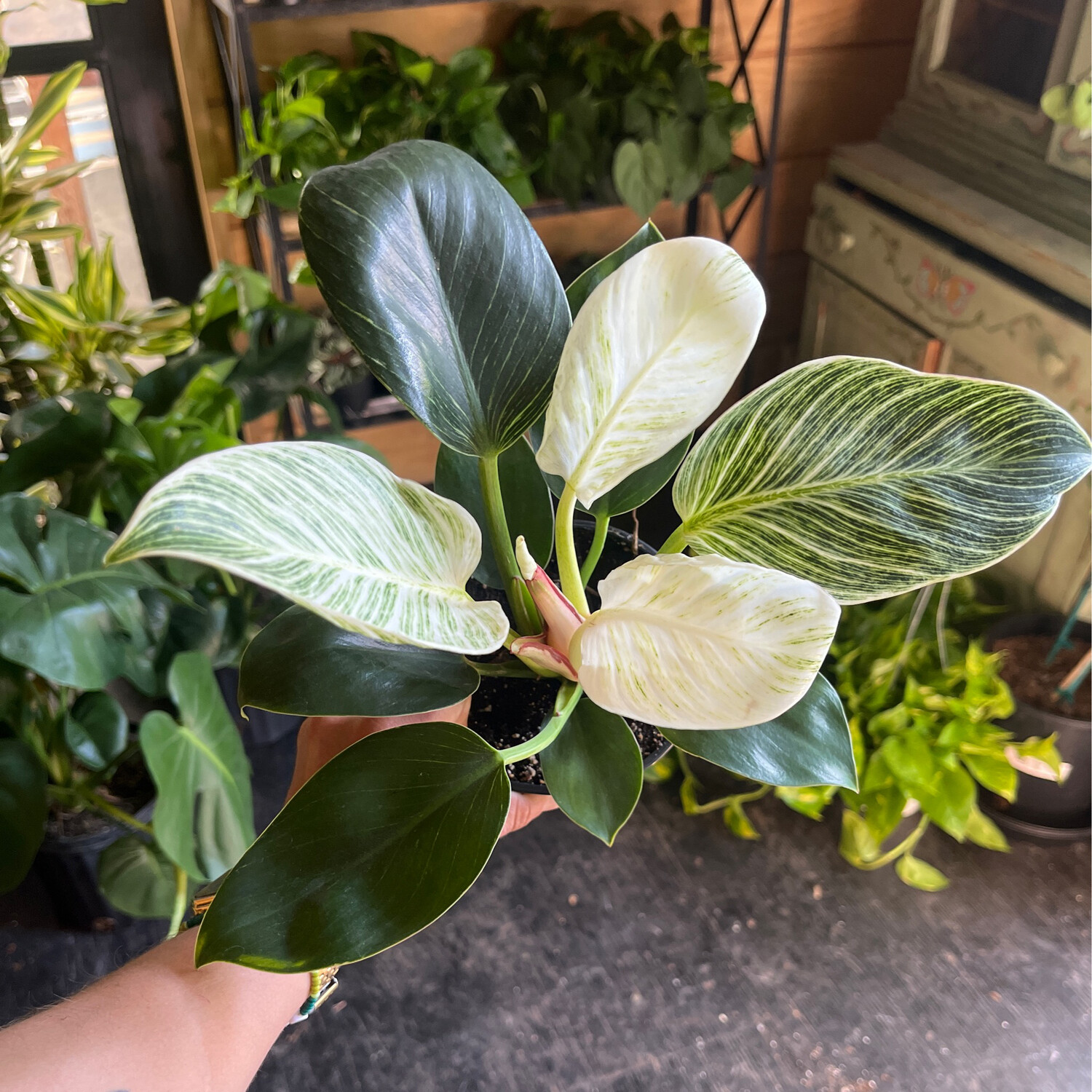 Philodendron Birkin - 5&quot;