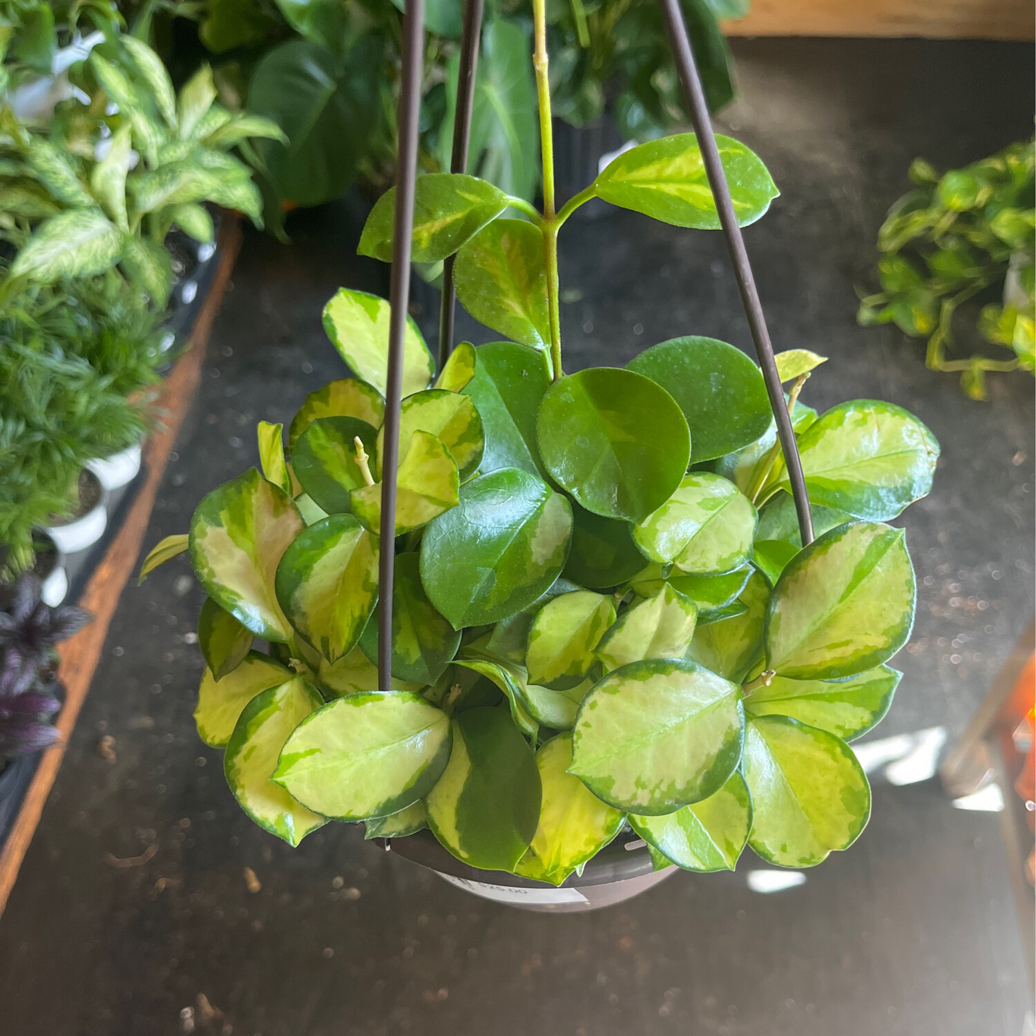 Hoya Australis - 6&quot;