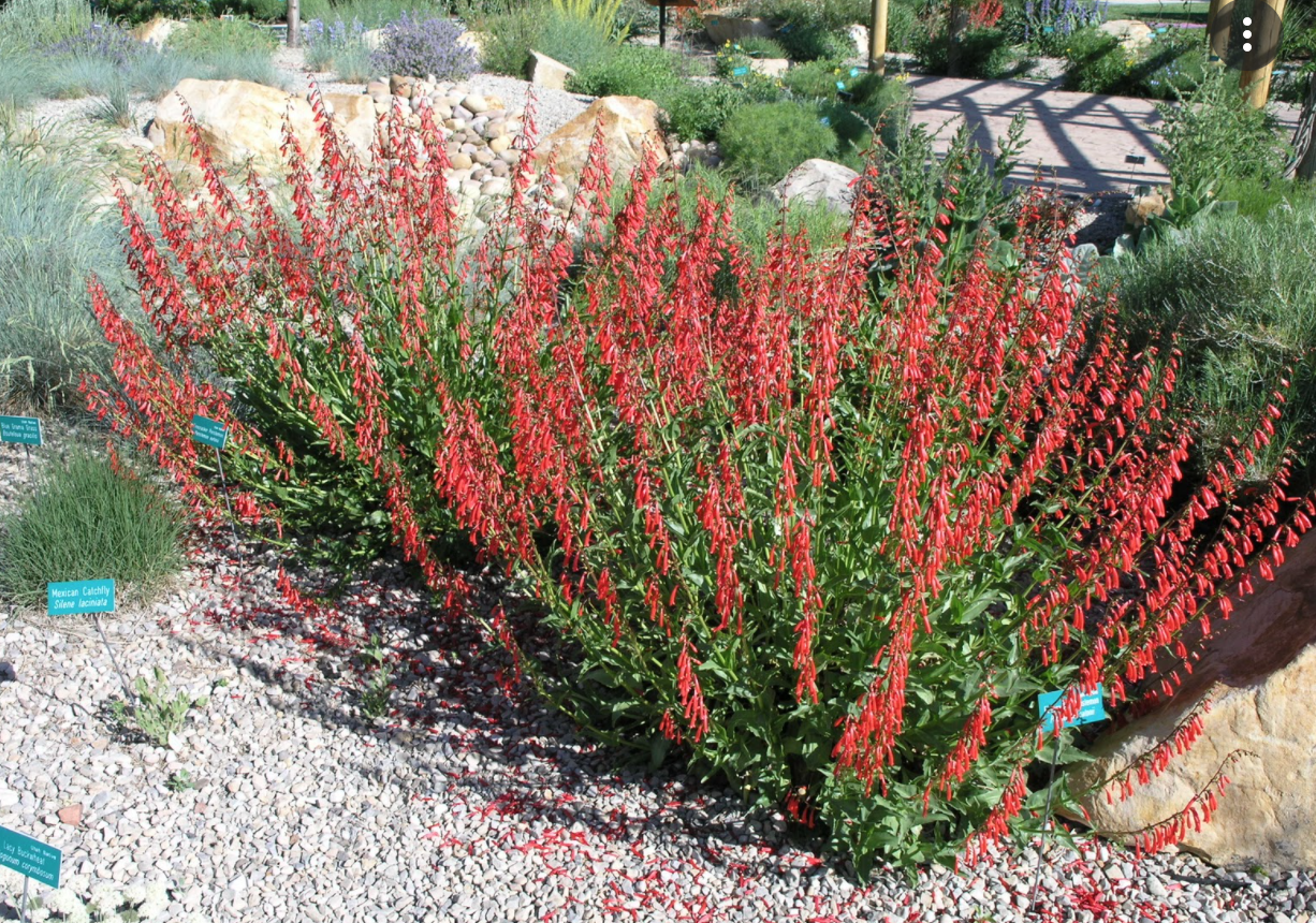Penstemon eatonii - 1 gal (Firecracker Penstemon)