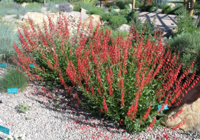 Penstemon eatonii - 1 gal (Firecracker Penstemon)