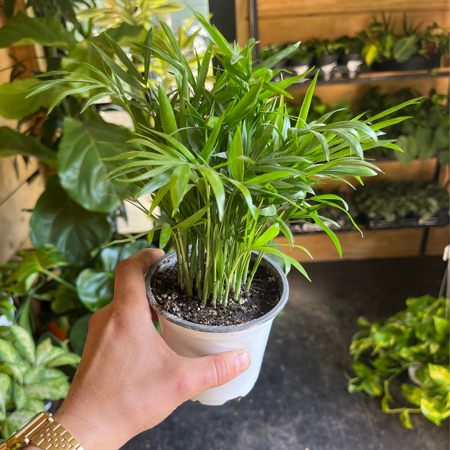 Bella Palm - 4&quot;