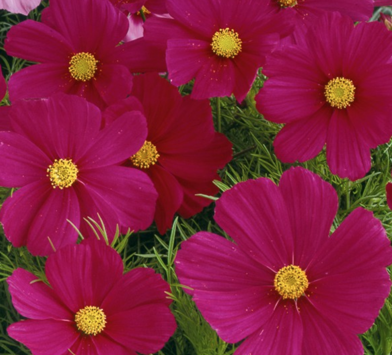 Cosmos &#39;Sonata Carmine&#39; - 6pk