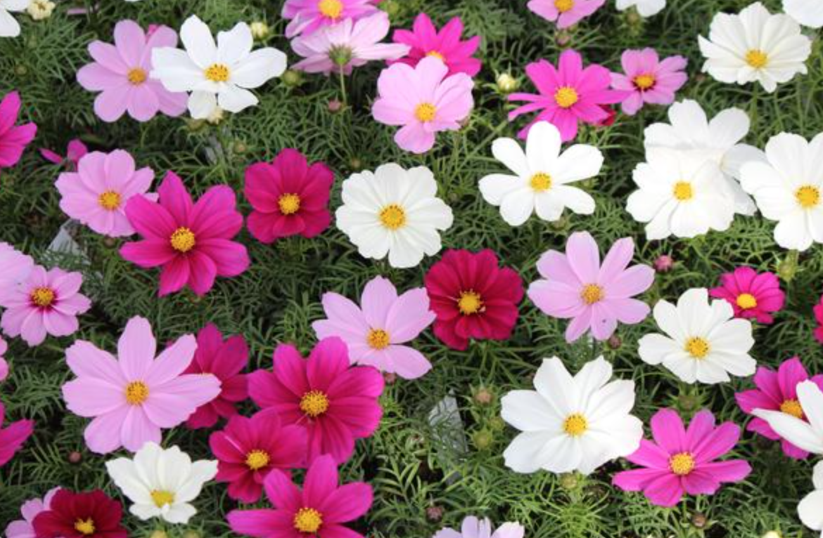 Cosmos &#39;Sonata Mix&#39; - 6pk