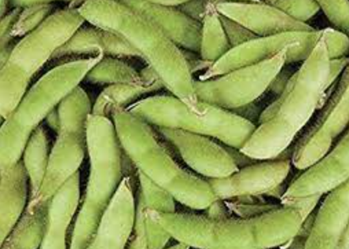 Edamame &#39;Shirofumi&#39; - 6pk