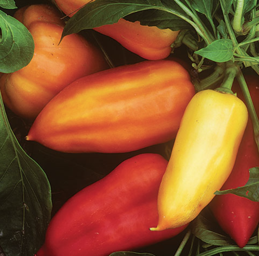 Sweet Pepper &#39;Feher Ozon Paprika&#39; OG - 4&quot;