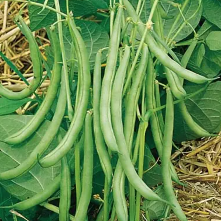 Contender Bush Bean - 4&quot;
