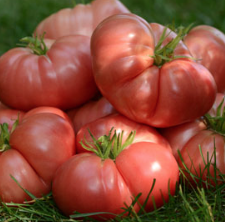 Big Brandy Tomato -4&quot;