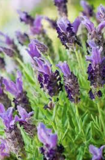Lavender &#39;Bandera&#39; - 5g