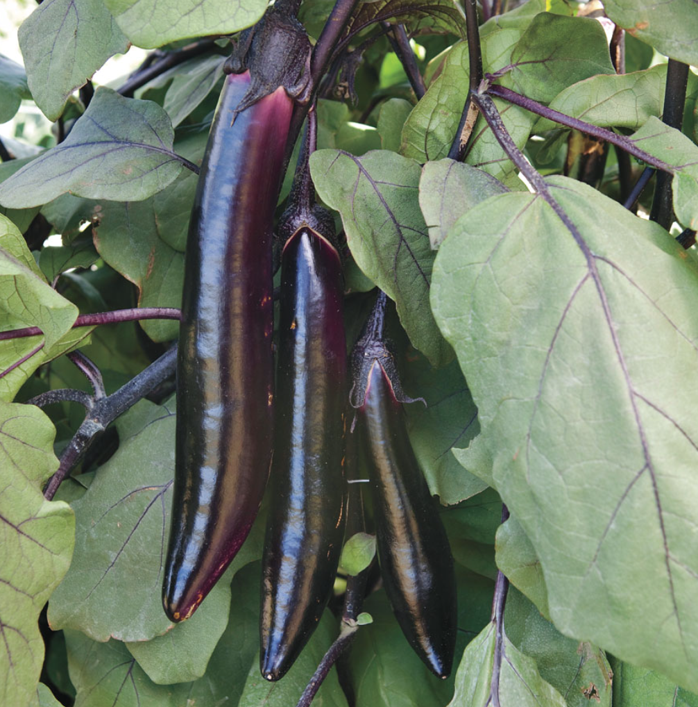 Eggplant &#39;Shikou Japanese Long&#39; - 4&quot;