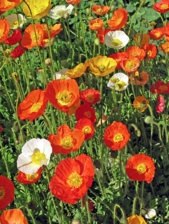 Poppy &#39;Garden Gnome Mix&#39; - 1g