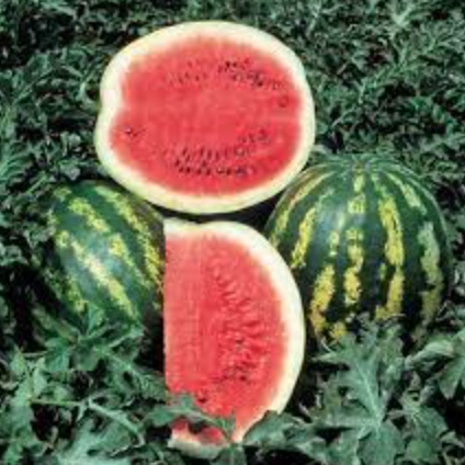 Watermelon &#39;Crimson Sweet&#39; - 4&quot;