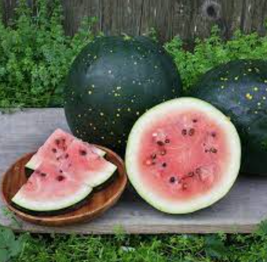 Watermelon &#39;Moon &amp; Stars&#39; - 4&quot;