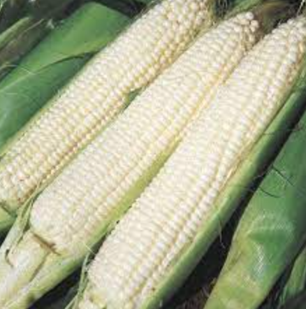 Corn &#39;Silver Queen White&#39; - 6pk