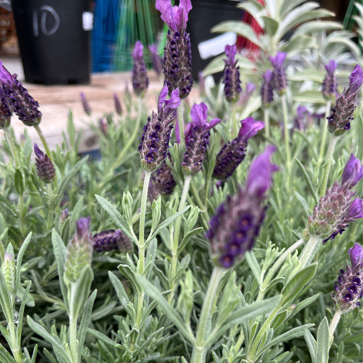 Lavender - 6&quot;