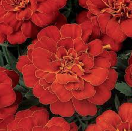 Marigold &#39;Durango Red&#39; - 6pk