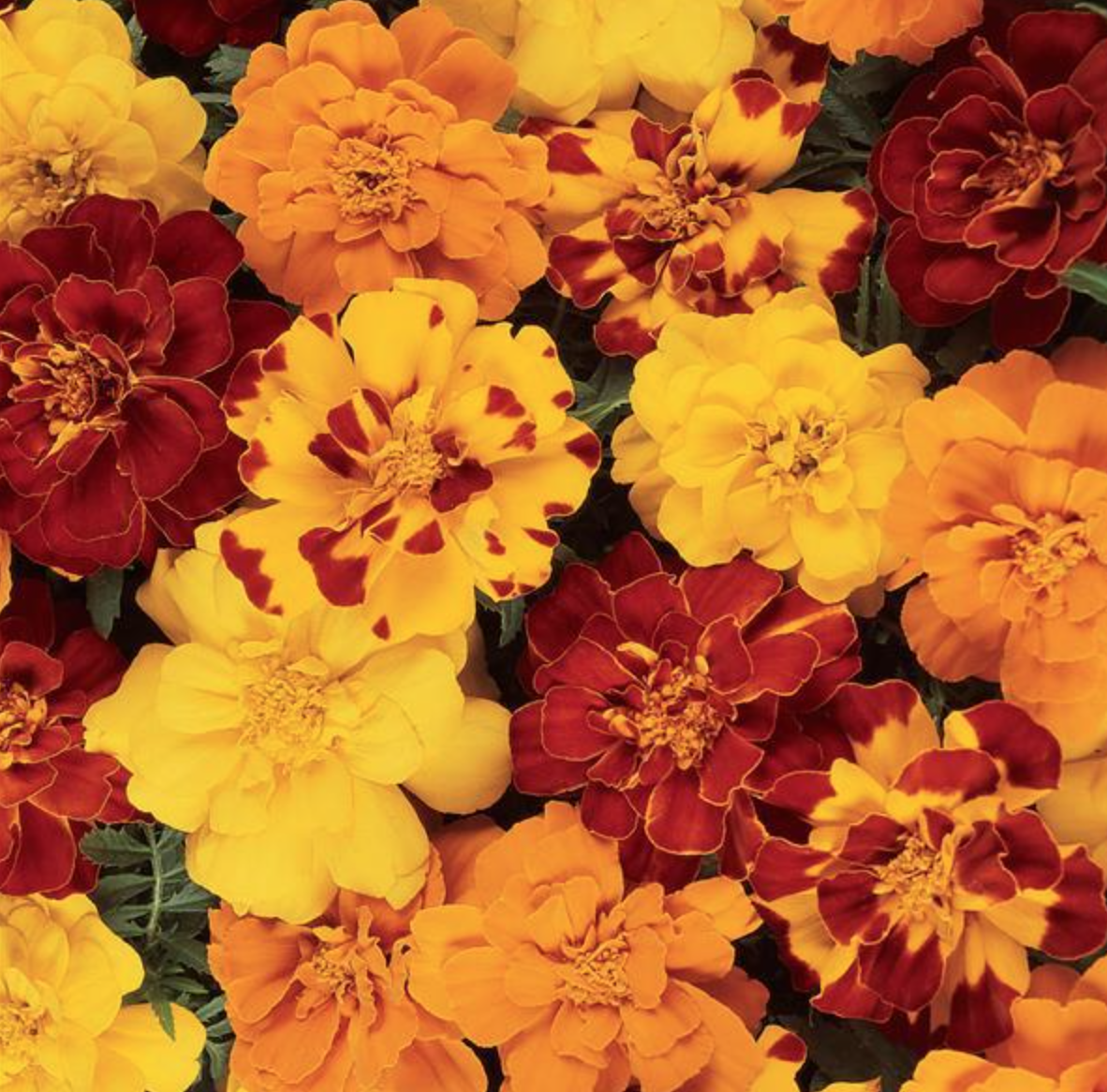 Marigold &#39;Durango Bee&#39; - 6pk