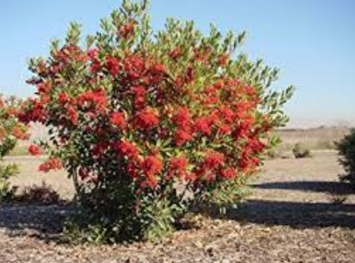 Heteromeles arbutifolia (Toyon) - 5g
