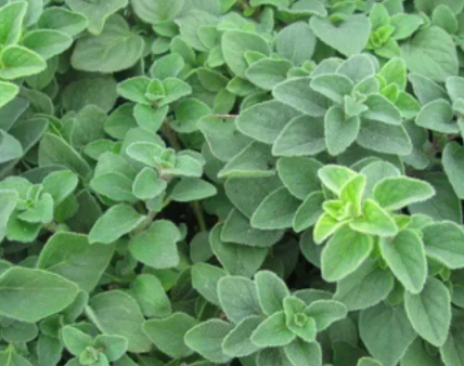 Oregano &#39;Hot &amp; Spicy&#39; OG - 4&quot;