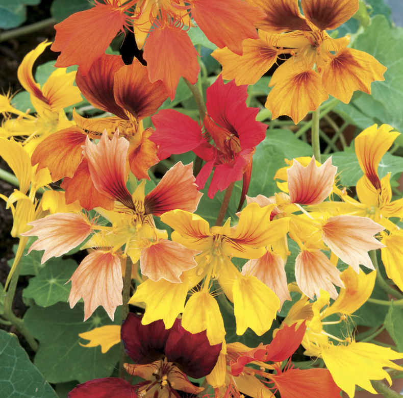 Nasturtium &#39;Phoenix Flame&#39; - 6pk