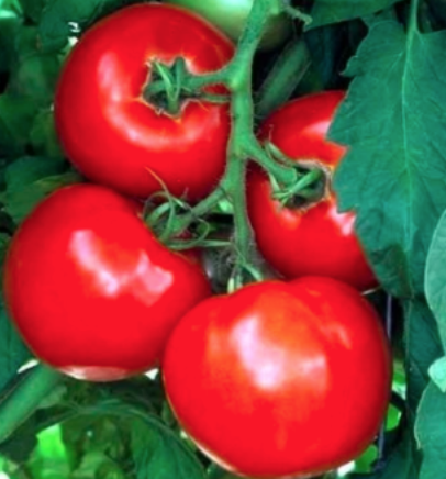 Celebrity Tomato 5g