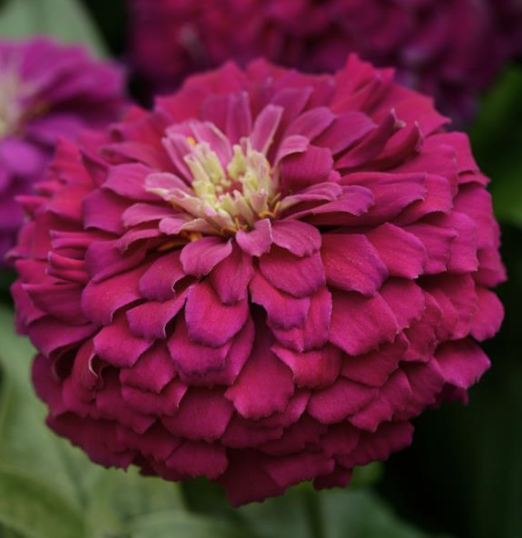 Zinnia &#39;Zesty Purple&#39; - 6pk