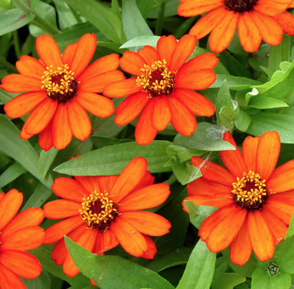 Zinnia - Profusion Orange - 4&quot;