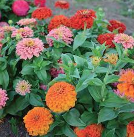 Zinnia &#39;Magellan Mix&#39; - 6pk