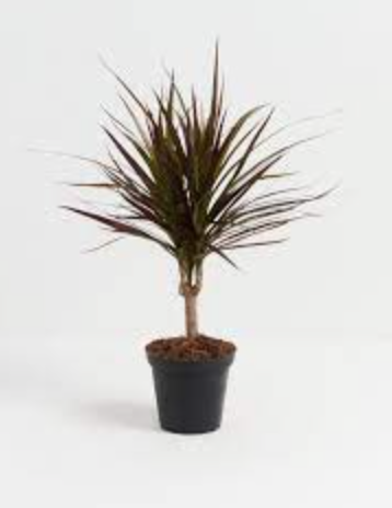 Dracaena Marginata &#39;Magenta&#39; - 4&quot;