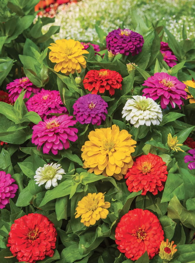 Zinnia &#39;Zesty Mix&#39; - 6pk