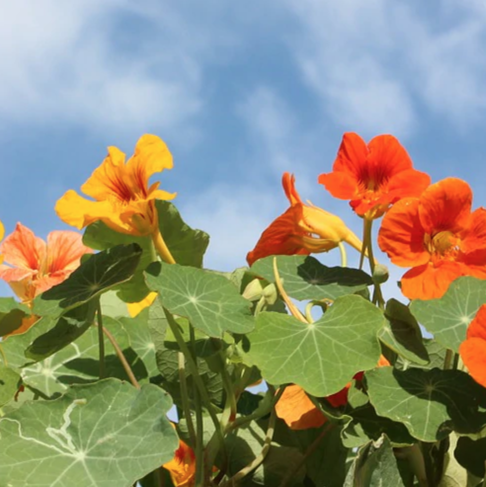 Nasturtium &#39;Whirlybird Mix&#39; - 6pk