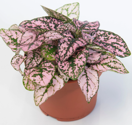 Hypoestes - 4&#39;&#39; 