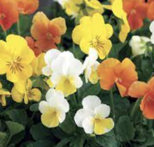Viola &#39;Penny Citrus Mix&#39; - 6pk