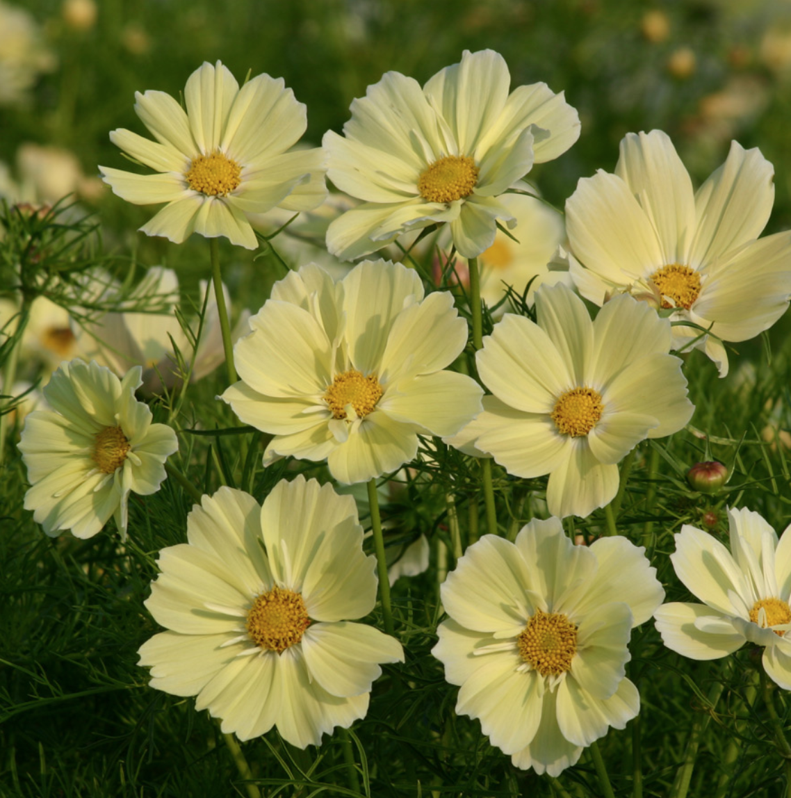Cosmos &#39;Xanthos&#39; - 6pk