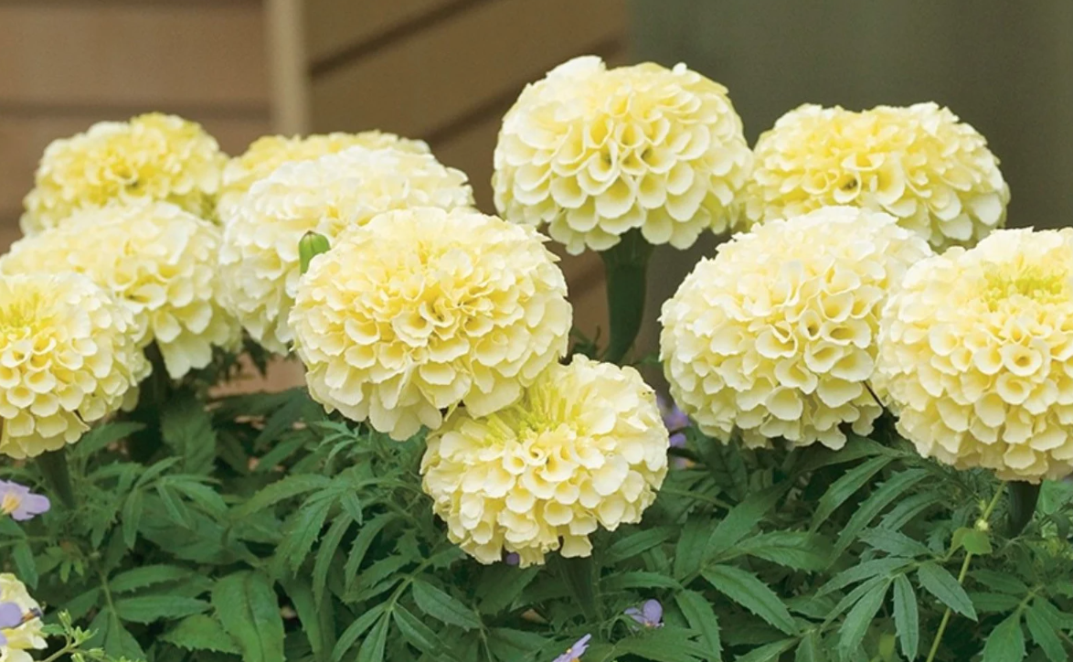 Marigold &#39;Vanilla&#39; - 6pk