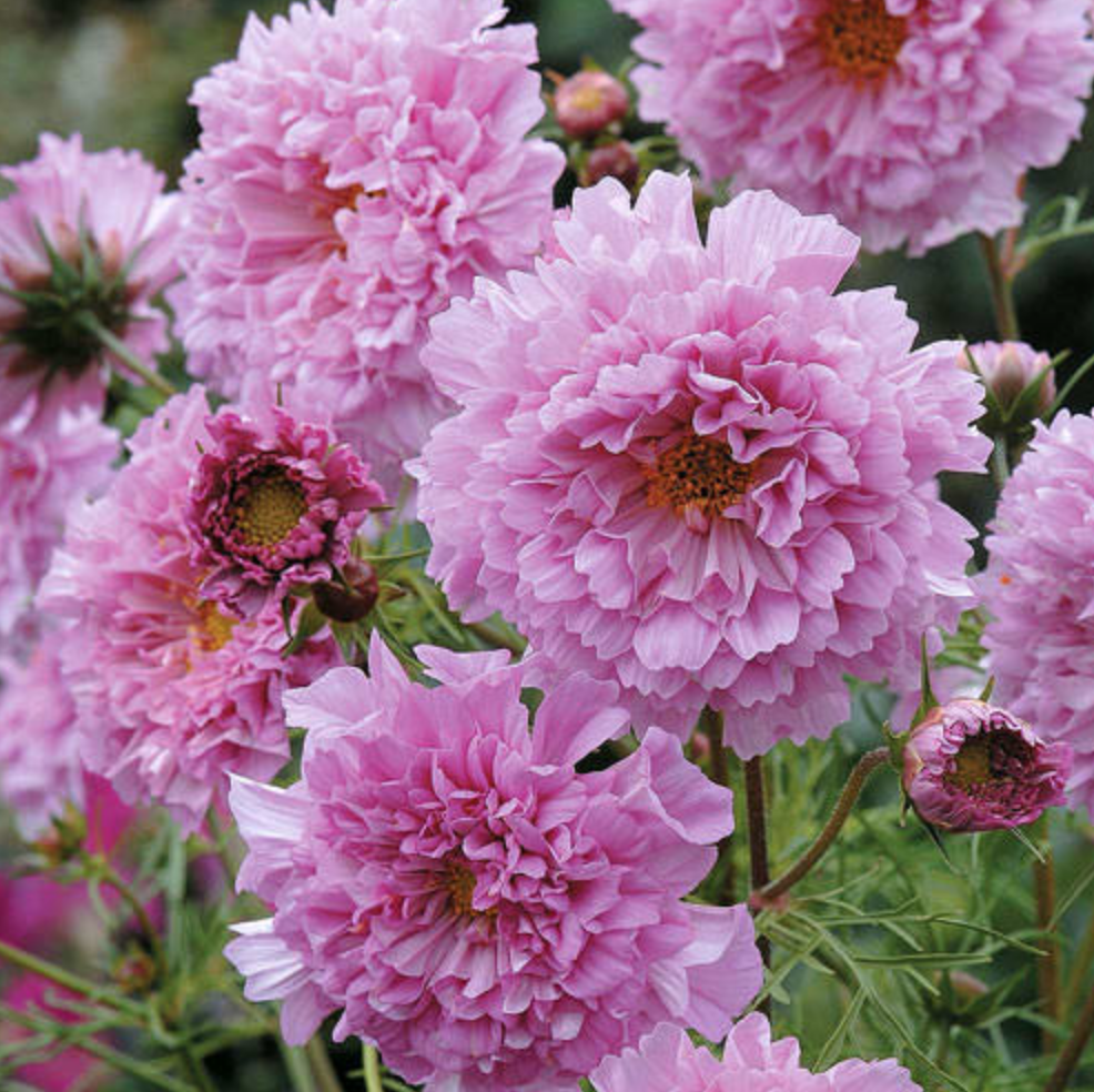 Cosmos &#39;Double Click Rose Bonbon&#39; - 6pk