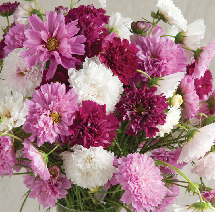 Cosmos &#39;Double Click Mix&#39; - 6pk