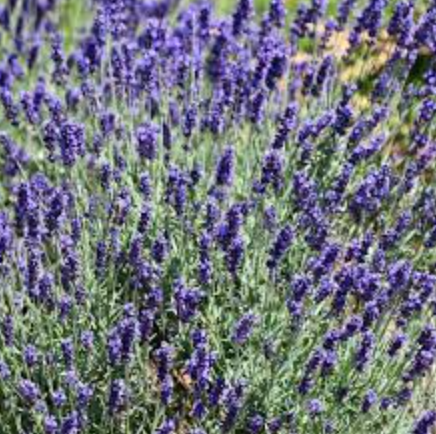 Lavender Super Blue - 1g