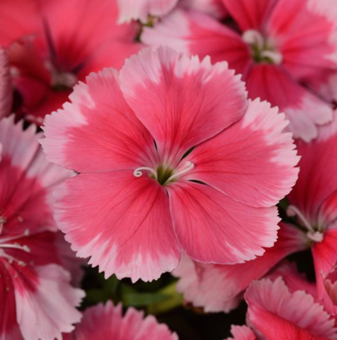 Dianthus - Coronet Strawberry