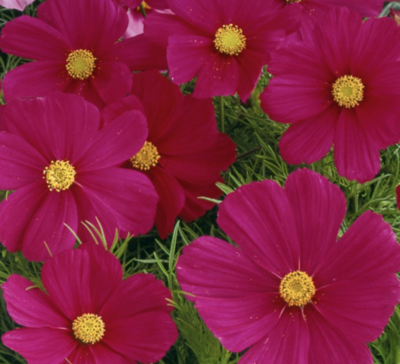 Cosmos &#39;Sonata Carmine&#39; - 4&quot;
