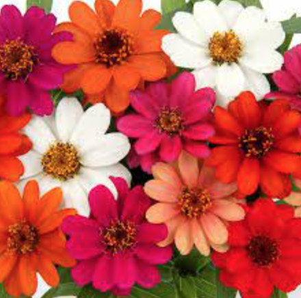 Zinnia &#39;Profusion Five Color Mix&#39; - 4&quot;