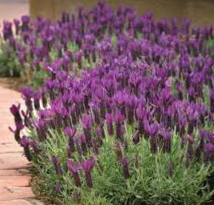 Lavender stoechas &#39;Primavera&#39; - 1g