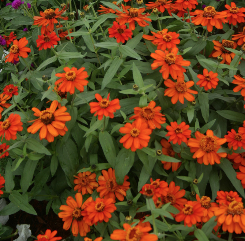 Zinnia &#39;Profusion Double Fire&#39; - 4&quot;