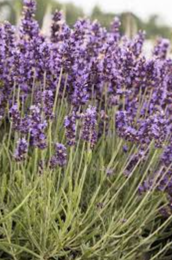 Lavender &#39;Hidcote Blue&#39; - 1g