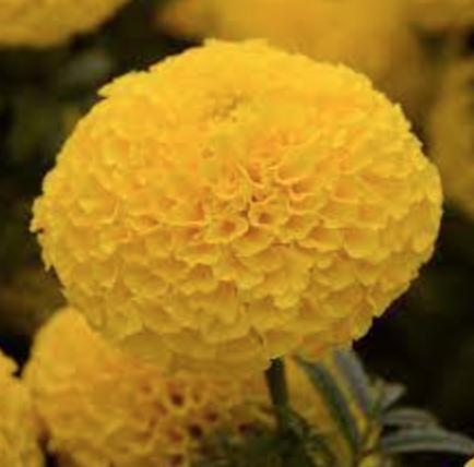 Marigold Taishan Yellow - 6pk