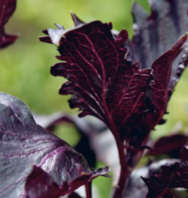 Basil &#39;Purple Ruffles&#39; - 4&quot;