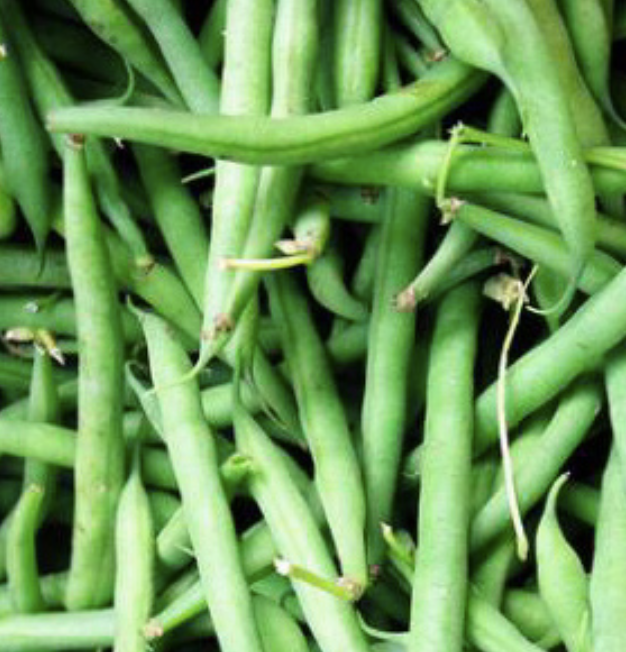 Bush Bean &#39;Blue Lake&#39; - 6pk