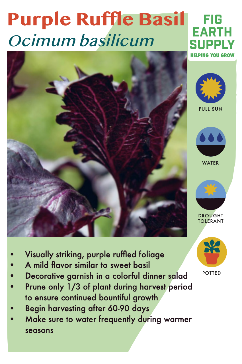 Basil &#39;Purple Ruffles&#39; OG - 4&quot;